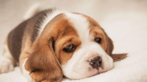 doutor cao cachorro triste